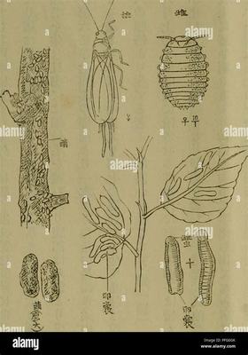 黑河網絡游戲怎么掙錢